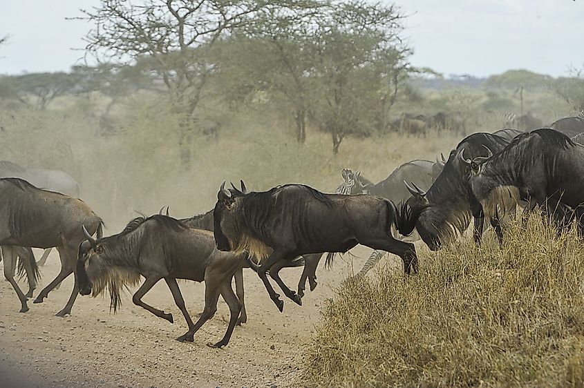 A herd of wildebeest crossing a road. 